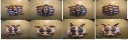 Hermann Tortoise reptiles for sale: I year hand nurtured Hermann juveniles in Barry - Advert 5