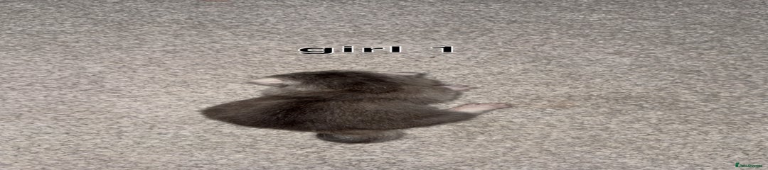 Scottish Fold Kitten 1