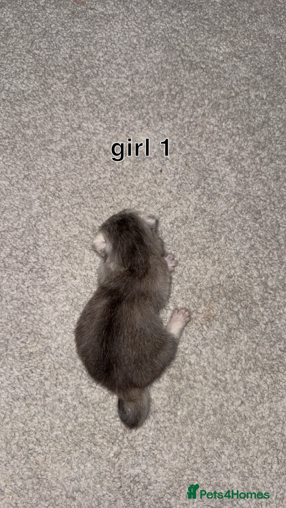 Scottish Fold cats for sale: 2 girl mixed scottish fold kittens  - Image 4