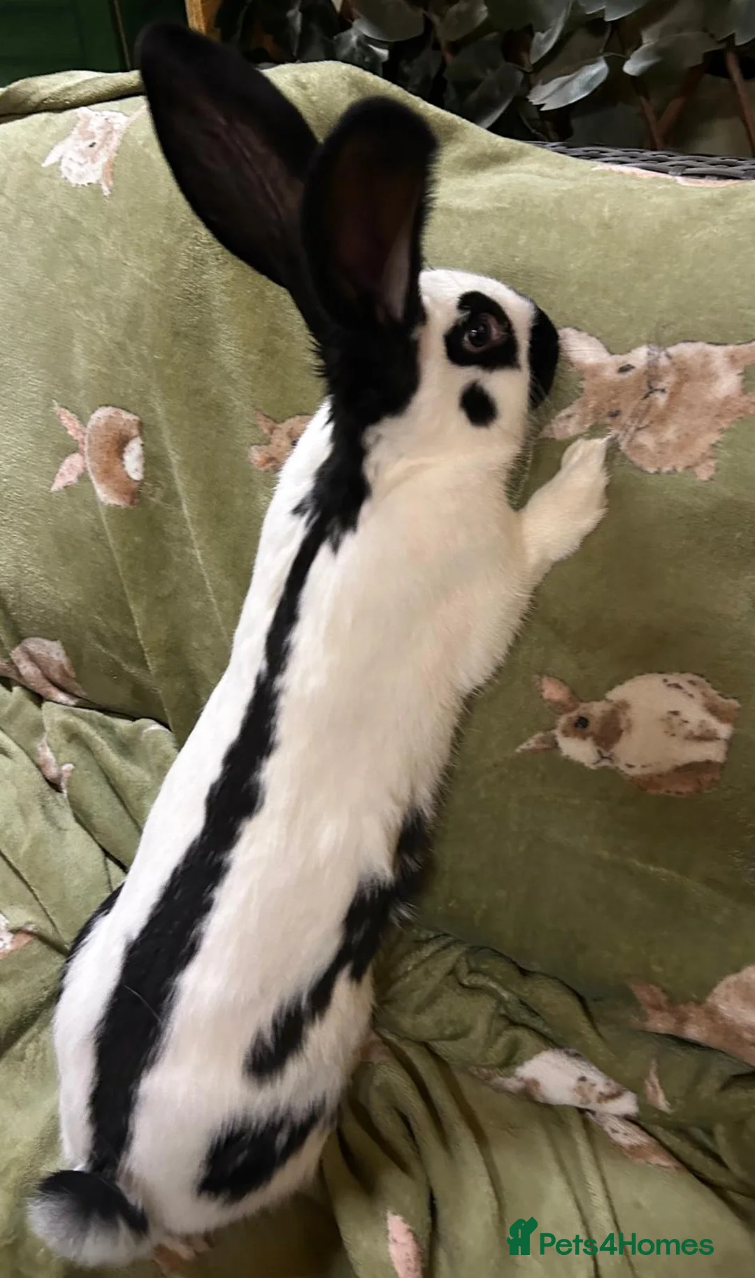 Continental Giant rabbits for sale: Giant Papillon Baby - Advert 3