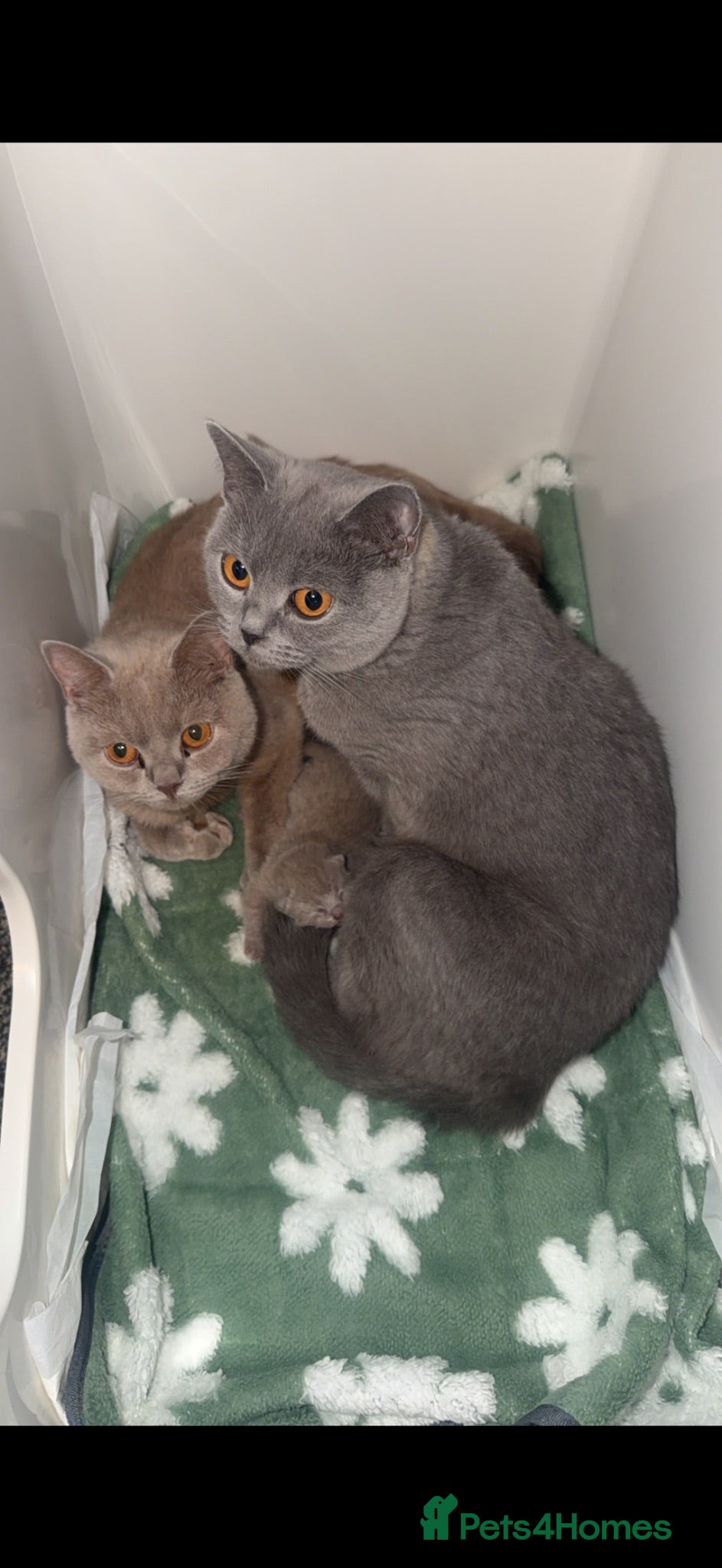 British Shorthair cats 🐾 9 beautiful British shorthairs 🐾 - Advert 10