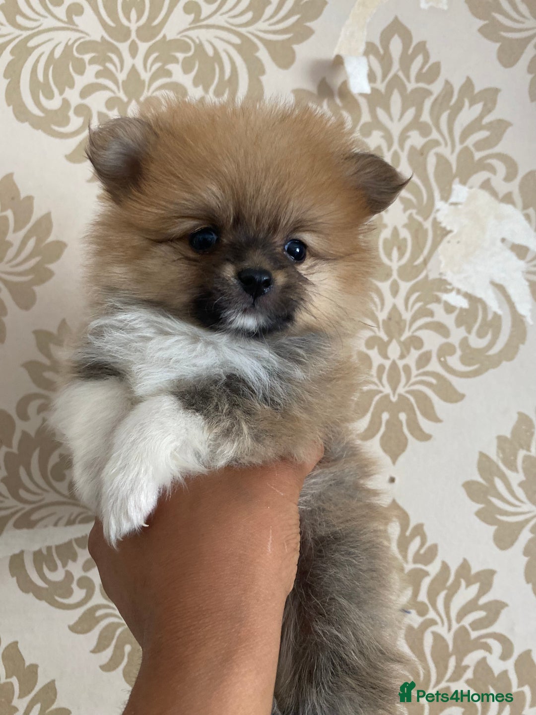 Pomeranian dogs for sale: Beautiful Russian bloodline Pomeranian puppies - Image 22