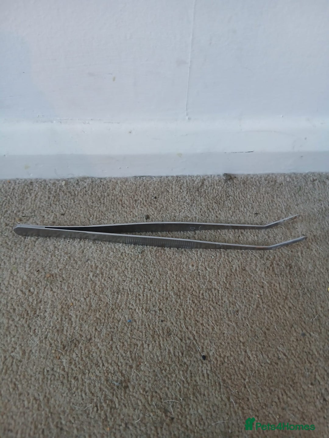 Bearded Dragon reptiles for sale: Bearded Dragon and full set up - Advert 9