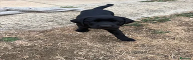 Labrador Retriever 7