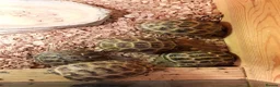 Tortoise reptiles for sale: Baby horsefield tortoise  - Advert 4