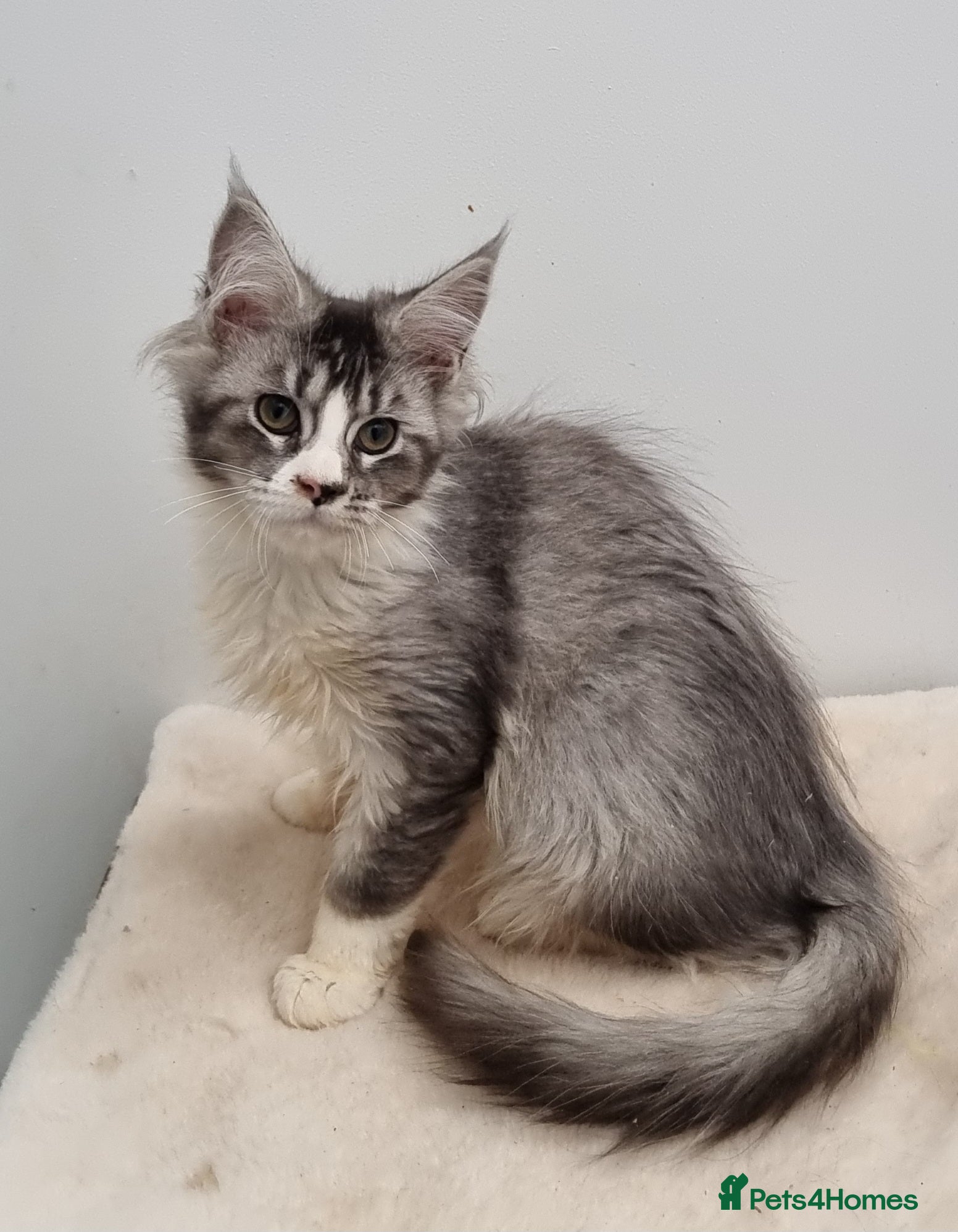 Maine Coon cats GCCF Pedigree Maine Coon Kittens for sale  - Advert 2