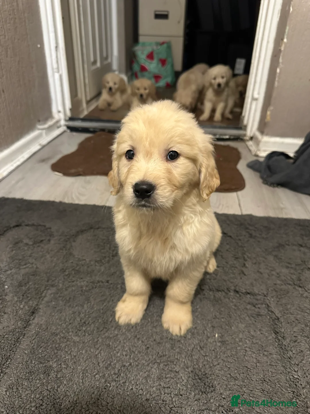 Golden Retriever dogs for sale: Golden retriever puppys - Advert 2