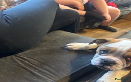 English Bulldog dogs for sale: English bulldog  - Image 3