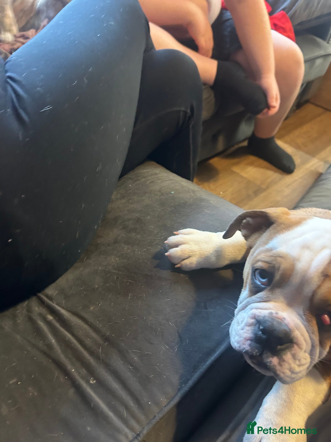 English Bulldog dogs for sale: English bulldog  - Image 3