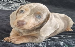 Dachshund dogs for sale: Gorgeous Mini Dachshund puppy's  - Image 2