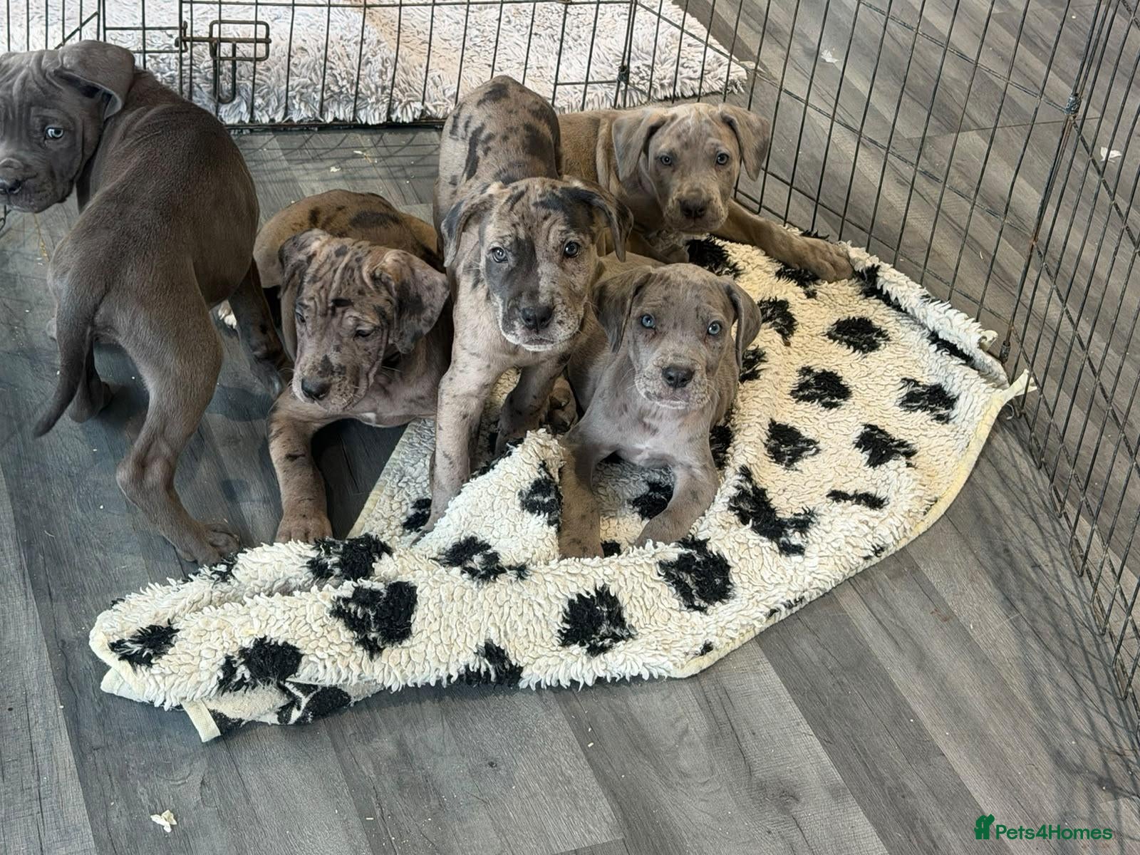Cane Corso dogs Cane corso pups ready now  - Advert 1