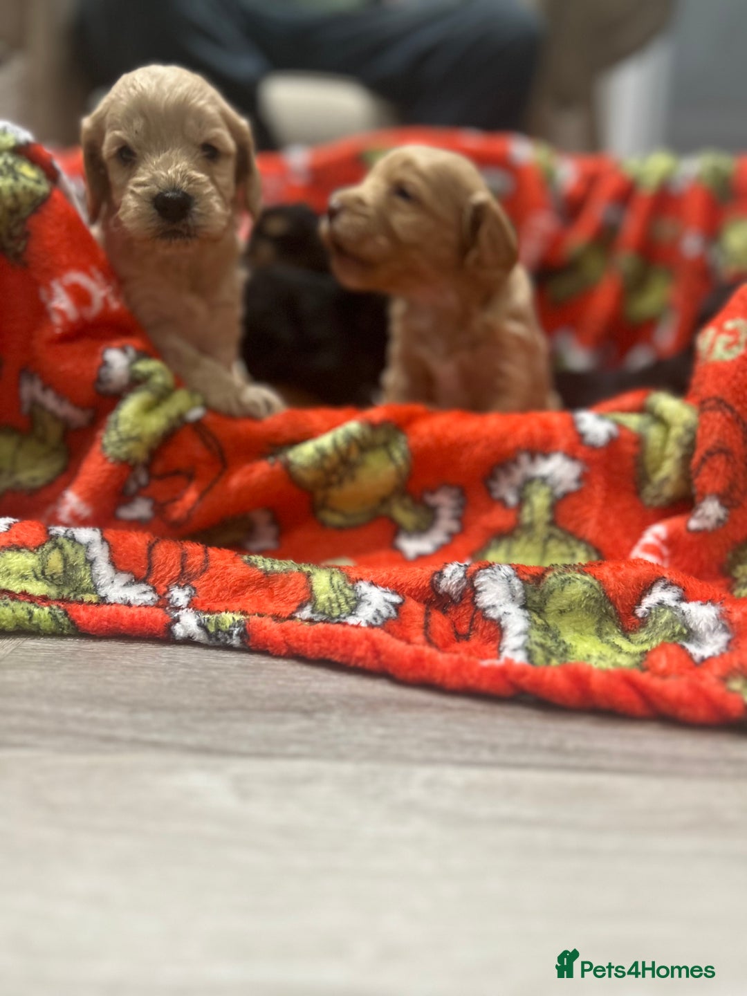 Cockapoo dogs for sale: F1 cockapoo puppies  - Image 14
