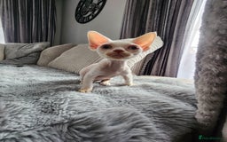 Devon Rex cats for sale: 2 Devon Rex kittens for sale!🐯🐯 - Image 5