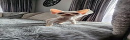 Devon Rex cats for sale: Devon Rex kittens for sale!🐯🐯 - Advert 5