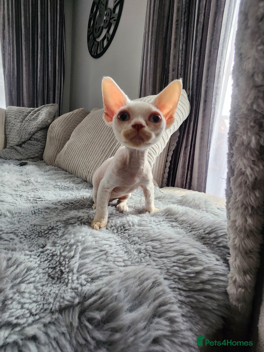 Devon Rex cats for sale: 2 Devon Rex kittens for sale!🐯🐯 - Image 5