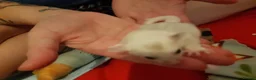 Sugar Glider rodents for sale: Rare mocistuc morph with lineage  - Advert 22