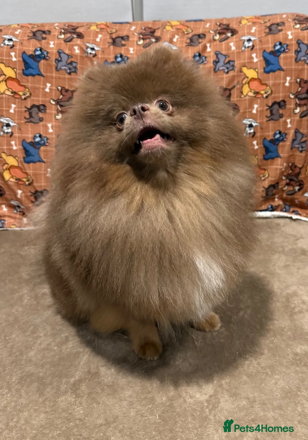 Pomeranian dogs for sale: 2 year old male Pom lilac and tan - Advert 2