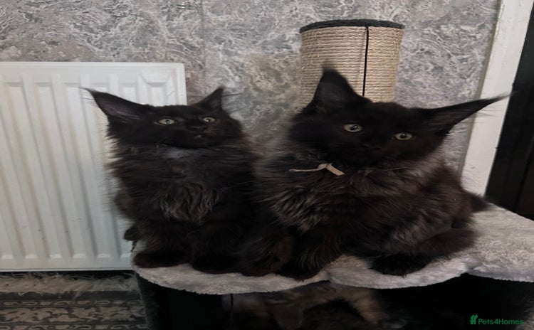 Maine Coon cats - Advert 16