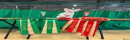 Devon Rex cats for sale: Stunning Affectionate Devon Rex Kittens  - Advert 14