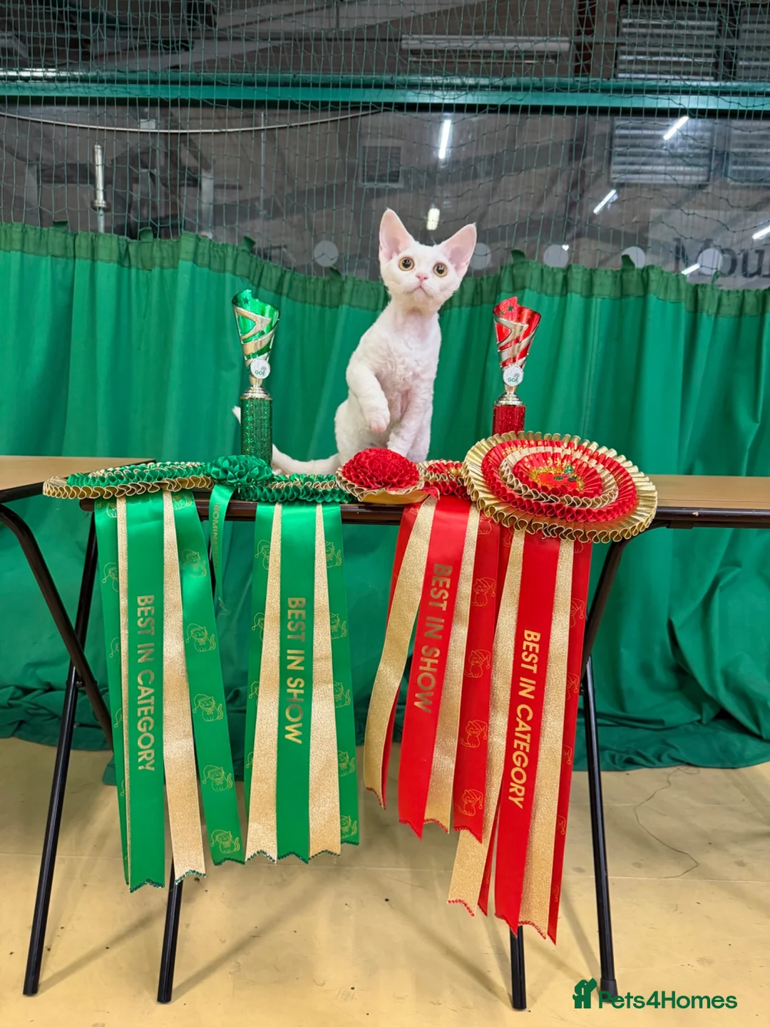 Devon Rex cats for sale: Stunning Affectionate Devon Rex Kittens  - Advert 14