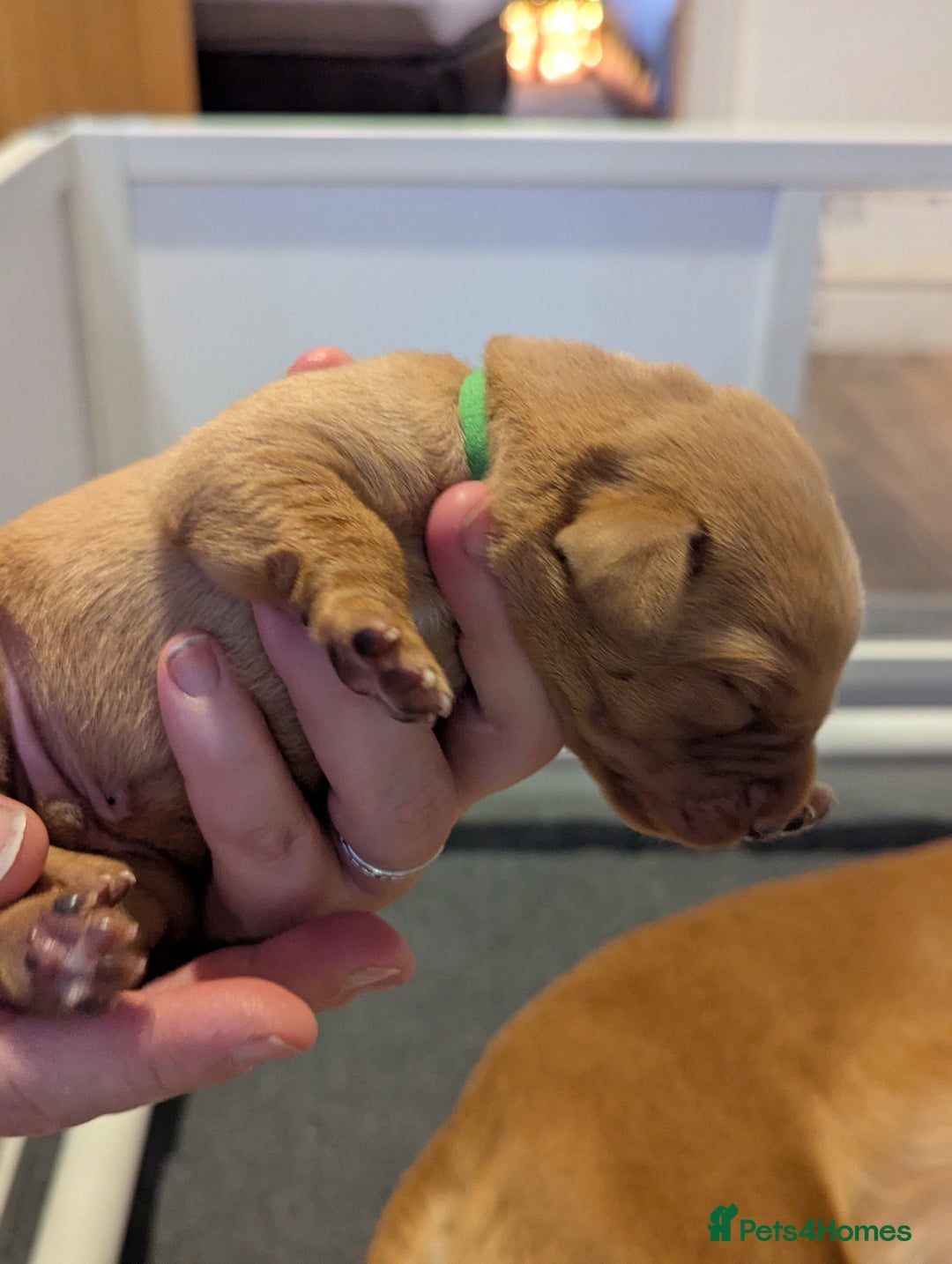 Labrador Retriever dogs for sale: Fox Red Working Labrador Retriever Puppies - Advert 9