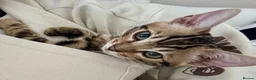 Bengal cats for sale: 🐅Gorgeous 😍One of a Kind Dream Bengal Boy!🐅 - Advert 17