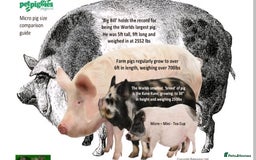 Pig livestock for sale: Micro pigs /t cup - Image 14
