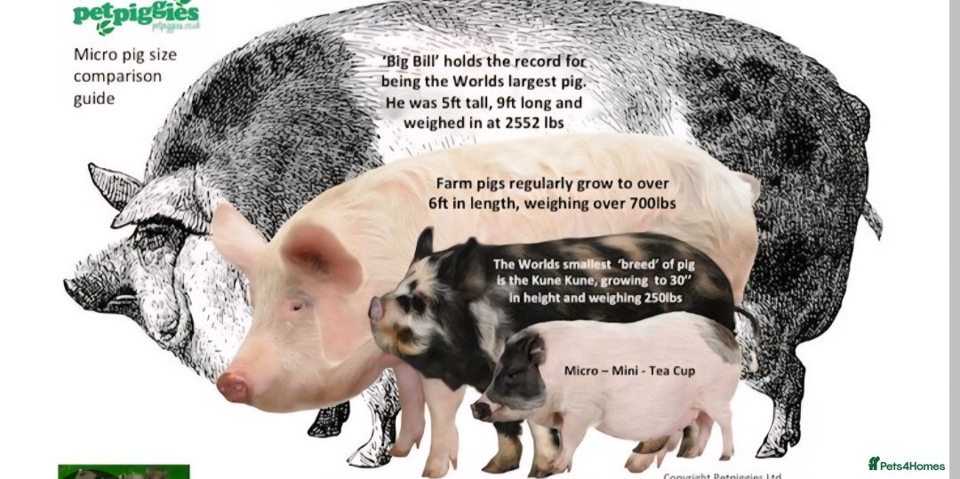 Pig livestock for sale: Micro pigs /t cup - Image 14