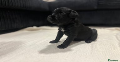 Mixed Breed dogs - Advert 3