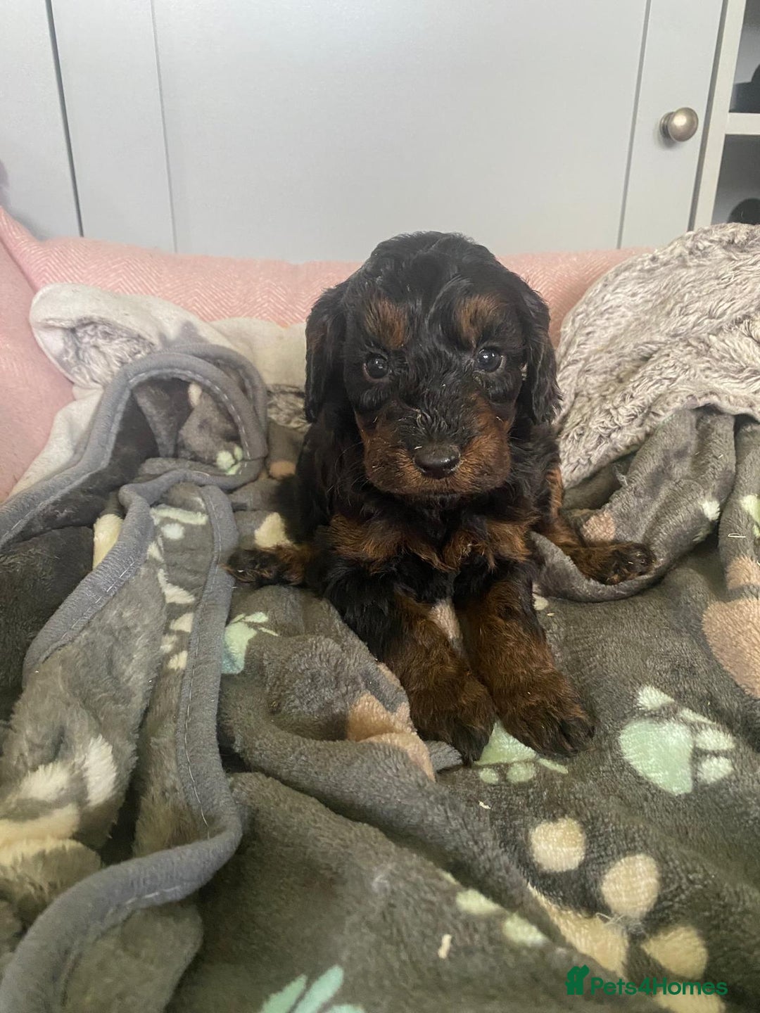 Cockapoo dogs for sale: cockapoo f1 puppies - Image 2
