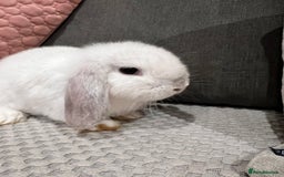 Mini Lop rabbits for sale: Beautiful mini lop rabbits for sale - Image 23