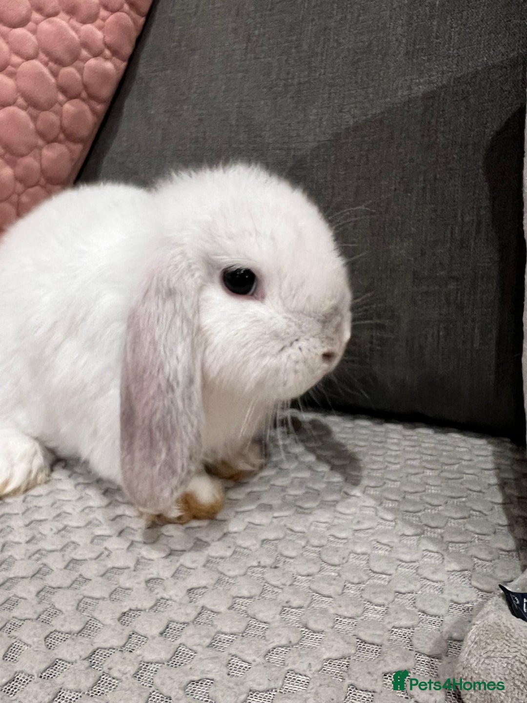 Mini Lop rabbits for sale: Beautiful mini lop rabbits for sale - Image 23