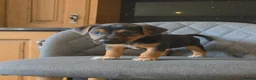 Jack Russell dogs for sale: Traditional Working Jack Russell Pups  - Advert 6