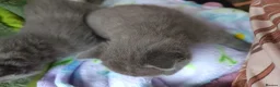 Mixed Breed cats for sale: Beautiful grey female kitten  - Advert 8