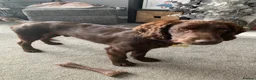 Mixed Breed dogs for sale: Cockapoo  - Advert 4