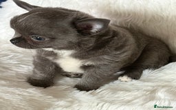 Chihuahua dogs for sale: Quality Tiny Teacup Chihuahua Female Puppy  - Image 1