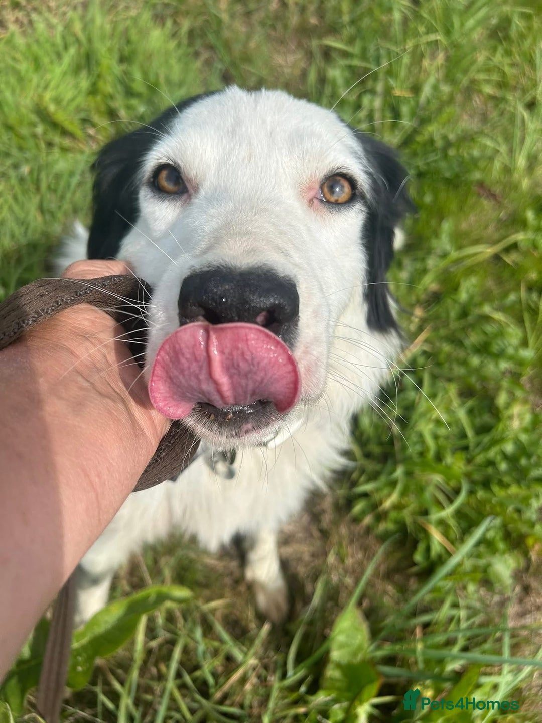 Mixed Breed dogs for adoption: Spotty - Norwich Norfolk  - Image 20