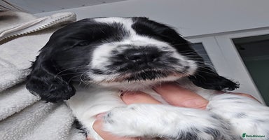 Cocker Spaniel dogs - Advert 15