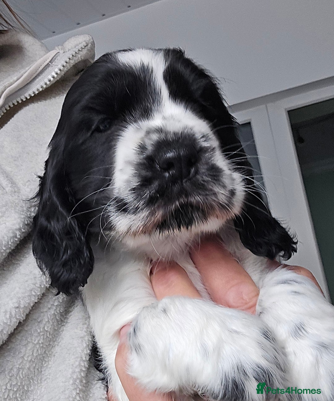 Cocker Spaniel dogs for sale: Stunning show cockers - Image 2