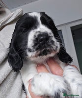 Cocker Spaniel dogs - Advert 7