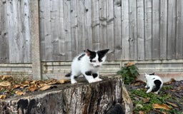 Domestic Shorthair cats for sale: Adorable Kittens Looking for a Loving Home, 🏡 - Image 17