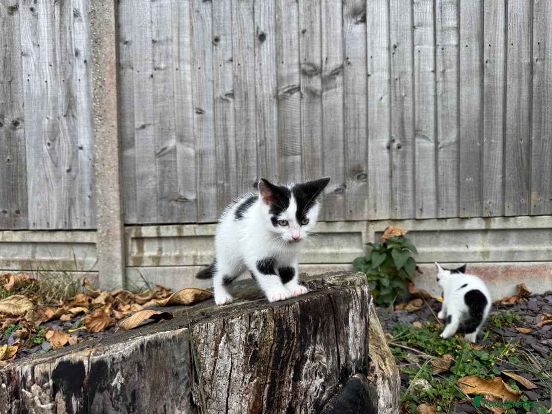 Domestic Shorthair cats for sale: Adorable Kittens Looking for a Loving Home, 🏡 - Image 17