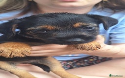 Border Terrier dogs for sale: Grizzle Border terrier pups slem tested parents  - Image 6