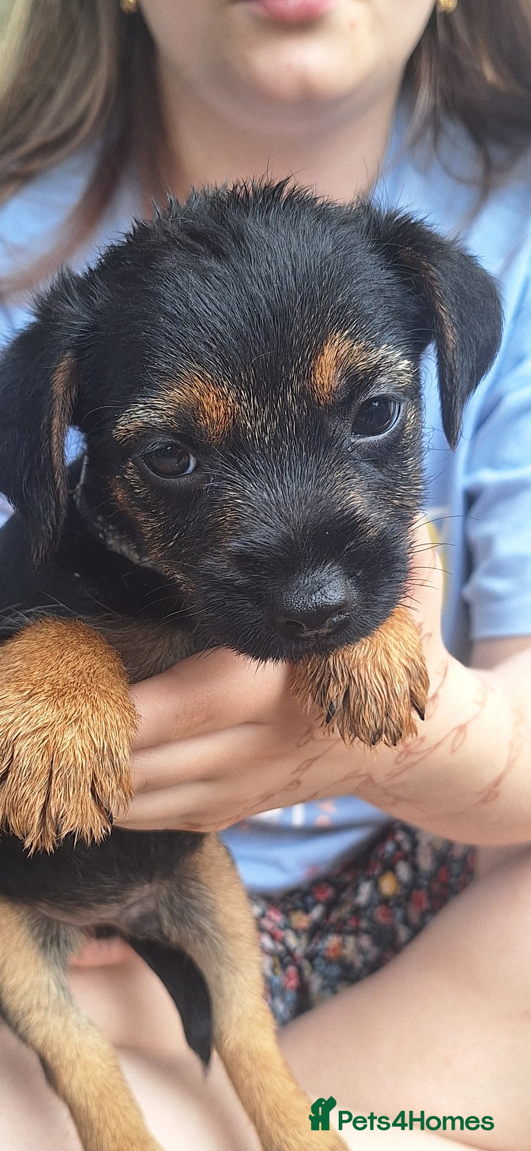 Border Terrier dogs for sale: Grizzle Border terrier pups slem tested parents  - Image 6