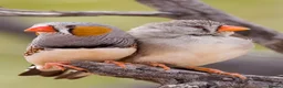 Finches birds for sale: Beautiful Exotic & Finches - Healthy & Friendly - Advert 6
