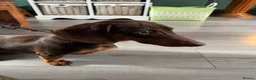 Miniature Dachshund dogs for sale: Miniature dachshund Albert please read description in Loughborough - Advert 5