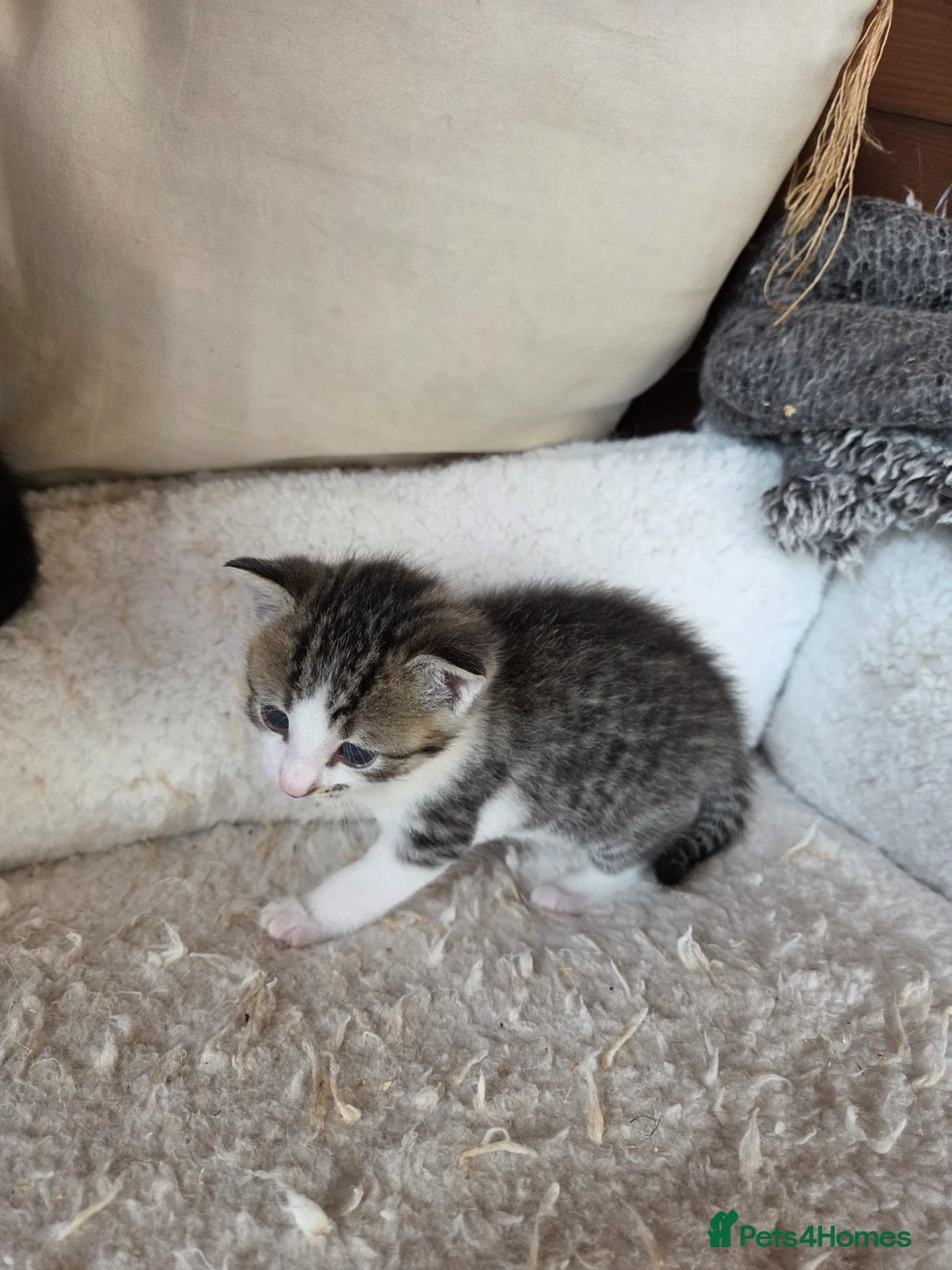 Mixed Breed cats for sale: 3 adorable kittens for sale - Advert 8