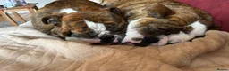 English Bulldog dogs for sale: Biscuit in Blackpool - Advert 2