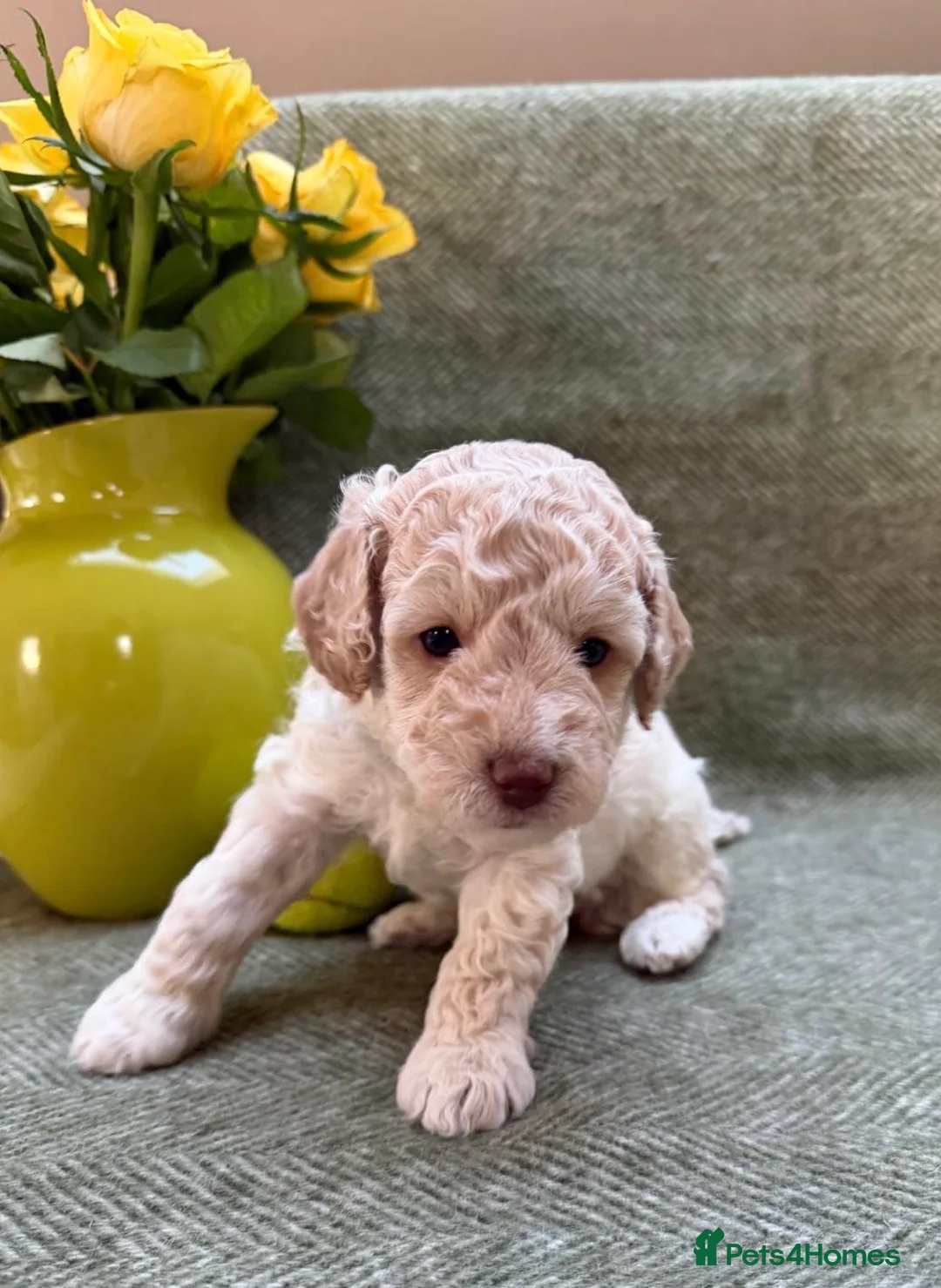 Labradoodle dogs for sale: Gorgeous 3rd Gen Miniature Labradoodle Puppies - Advert 4