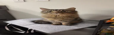 Maine Coon 1